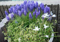 この紫色の花の名前を教えてください 気づいたら庭に大量に咲いてい Yahoo 知恵袋