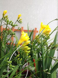 フリージアの花の色の変化について３年目の球根で 全部が黄色に Yahoo 知恵袋