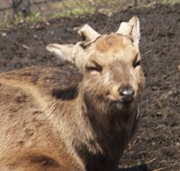 なぜ人は笑うのか また 笑える動物は唯一人だけですか 笑いの定義とは Yahoo 知恵袋