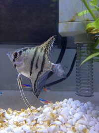 至急 飼っているエンゼルフィッシュが水カビになってしまったようです Yahoo 知恵袋