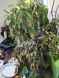 先週ライチ大苗を通販で買ったのですが 葉に元気がありません 室内に置い Yahoo 知恵袋