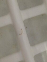 我が家で飼っている亀の水槽に小さな虫と思われるものがいます Yahoo 知恵袋