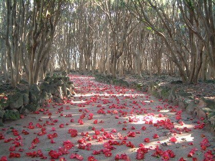 ツバキの花はなぜポトッと落ちる 多くの花は 花びらを散らしたり 花がし Yahoo 知恵袋