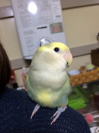 コザクラインコのオスメスどちらかについて こちらの写真のコザクラインコ Yahoo 知恵袋