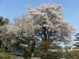 花の名前教えてください４100枚右は桜として左の桜に似た白い花は何です Yahoo 知恵袋