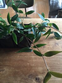質問させて下さいー こちらの植物の名前が知りたいですm M Yahoo 知恵袋