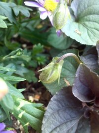 スミレの種を蒔いたのですが なかなか発芽しません なにかコツなどあり Yahoo 知恵袋