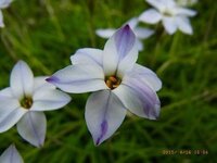 ハナニラは食べられますか 春に白や薄紫の星型の花を咲か Yahoo 知恵袋