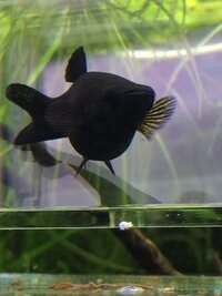 モーリーが増えすぎてゆく モーリーを飼っているのですがすごくいっぱい稚魚 Yahoo 知恵袋