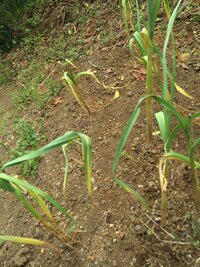 昨年9月7日に植え付けたにんにくの葉が黄色く枯れてきています。
にんにくの栽培は初めてです。
まだ収穫の時期には早いですよね。
何か病気なのでしょうか。
冬から黒いアブラムシが付いて いましたが放置していました。
それが原因でしょうか。
今はどうしたらいいでしょうか。