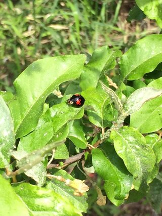 アブラムシが大量発生 対策法はありますか 鉢植えのビックリグミにアブラ Yahoo 知恵袋