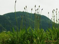 オオバコは双子葉類で平行脈とあるのですが 本当に平行脈なのでしょうか Yahoo 知恵袋