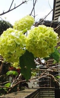 白い紫陽花が なぜか赤く うちの白い紫陽花は 始めは黄緑っぽく Yahoo 知恵袋