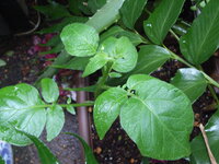 朝顔に似ている野菜の花があるって聞いたんですけど なんの野菜の花なんですか Yahoo 知恵袋