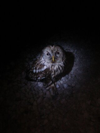 家に帰るとフクロウがいました 近くに寄っても そのへんに生えている草で Yahoo 知恵袋