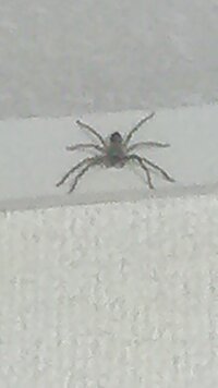 アシダカグモについて質問です 今さっき仕事から帰って来て ふ Yahoo 知恵袋