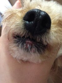 僕の愛犬の口が変です 犬の口の左側のひだひだ状の部分が 黒色からピンク色に変 Yahoo 知恵袋
