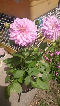 花がら摘みについて マーガレットの花が終わったら切り取るとは どこの箇 Yahoo 知恵袋