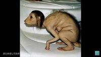 この動物なんですか グロ キメラにしか見れません Umaの本で Yahoo 知恵袋