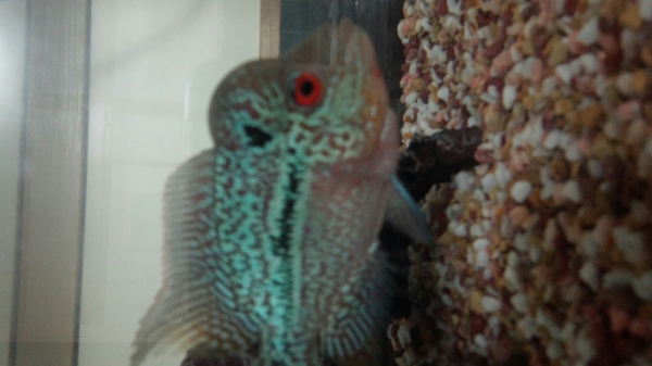 フラワーホーン 色揚げ に関するq A Yahoo 知恵袋