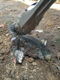 家の敷地内に人間の髪の毛のようなものが生えているのを見つけま Yahoo 知恵袋