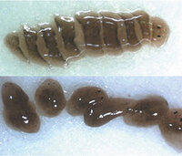 プラナリアはどれくらいちっちゃく切ったら再生不能になるんですか Yahoo 知恵袋