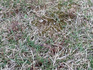 自宅庭の芝生に詳細不明の赤茶色の雑草が増えて困っています どなたか 種 Yahoo 知恵袋