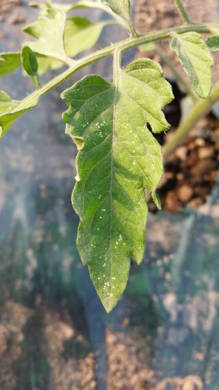 トマトの葉っぱに白い斑点があります 定植したばかりの苗です Yahoo 知恵袋