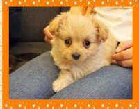 チワプーミックス犬について質問です ペットショップでチワプーの可 Yahoo 知恵袋