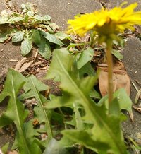 アナカリス花 自由研究でアナカリスの花を咲かせたいと思います 80l Yahoo 知恵袋