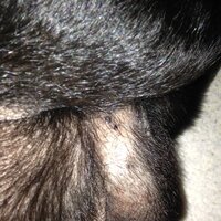 犬の皮膚にあるこれは悪性黒色腫でしょうか ただのホクロですか Yahoo 知恵袋