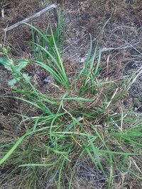 この植物は何ですか 匂いはニラそのものなんですが ウォーキング中に田ん Yahoo 知恵袋