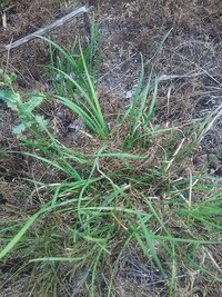 この植物は何ですか？ 

匂いはニラそのものなんですが、ウォーキング中に田んぼの畦道でよく見かけます。

野生のニラもあるのでしょうか？

ノビルはたまに採取しますがノビルとは別の 野草です。