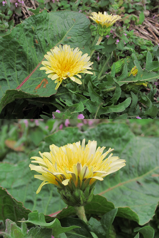 白っぽいタンポポの花なのですが 種類は判るでしょうか Yahoo 知恵袋