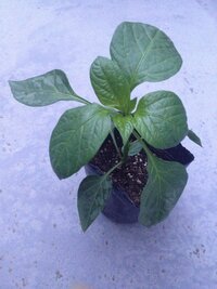 ソテツの病気について教えてください 庭に植えてあるソテツの Yahoo 知恵袋