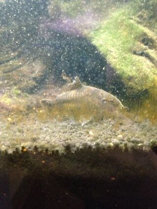 青コリと聞いて買ったコリドラス 飼って半年が過ぎましたが ホントに青コ Yahoo 知恵袋