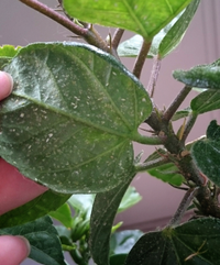 この白い小さな虫は何ですか 害はありますか 鉢植えハイビスカスの Yahoo 知恵袋
