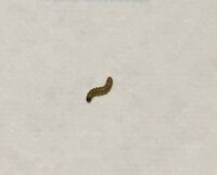 とうもろこしの種の水やりの時間帯について農業初心者です 5月1日の朝 とう Yahoo 知恵袋