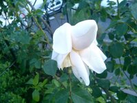 バラ 新雪 がちゃんと咲きません蕾はたくさん付いているのですが画像のよ Yahoo 知恵袋