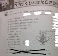 小学生の国語の教科書に載っていた 赤い実はじけた についてなのですが 私は初恋 Yahoo 知恵袋