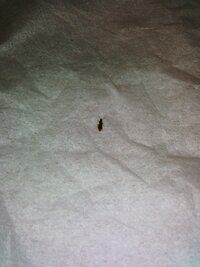 洋室の絨毯の上に布団を敷いていますが 茶色の小さな細長い虫が Yahoo 知恵袋