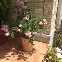 薔薇コーネリアの鉢植えを昨日花屋さんで購入しました 今朝見たら元気が無 Yahoo 知恵袋