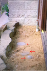 写真あり レッドロビンが特定の場所だけ枯れてしまいます 父 Yahoo 知恵袋