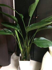 プラ鉢から抜けない 先日 ストレリチア たぶんニコライ Yahoo 知恵袋