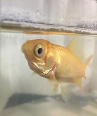 金魚の口が開かない 上顎 が被さって口をモゴモゴしているだけで餌を食 Yahoo 知恵袋