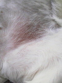 犬の皮膚がおかしい気がします これは異常ですか 黒い斑点が見えま Yahoo 知恵袋