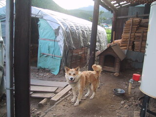 １５歳になる雑種の中型犬 雄 の飼い主です 最近後ろ足に 鎖が絡まって Yahoo 知恵袋
