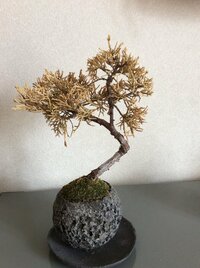 盆栽の仕組みとは なぜ そもそも大きくなる植物が小さいままなのでしょうか 詳 Yahoo 知恵袋