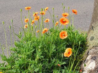 道端のオレンジの花