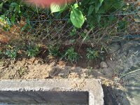 ヤンデレ系の花言葉ってありますかね 狂ってる感じがいいですま Yahoo 知恵袋